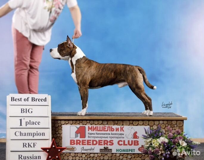 Американский стаффордширский терьер вязка