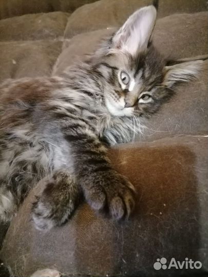 Котята мейн-кун