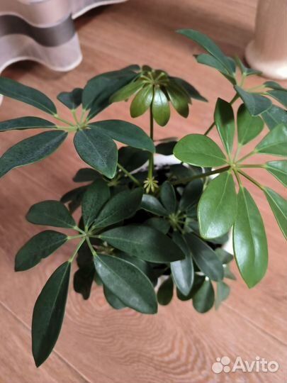 Комнатные цветы шефлера