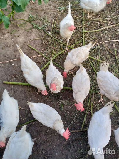 Куры несушки легорны