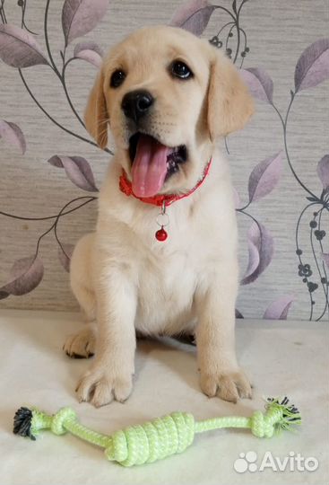Щенки лабрадора