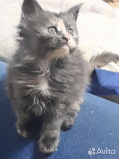 Котята мейн-кун