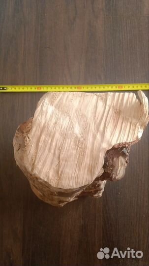 Сувель березовый