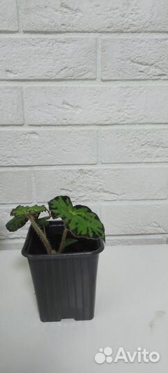 Комнатные растения цветы