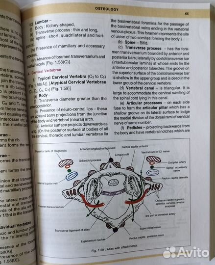 Human Anatomy - анатомия книга на английском