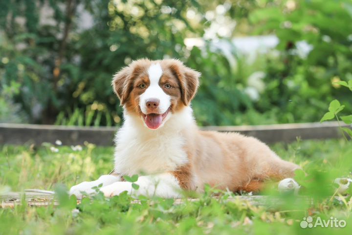 Щенки аусси Австралийская овчарка