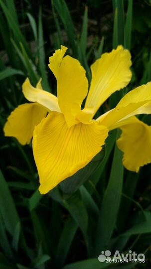 Кусты ромашки