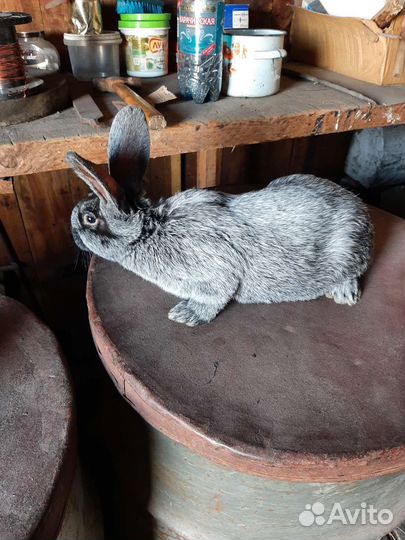 Кролики мясных пород
