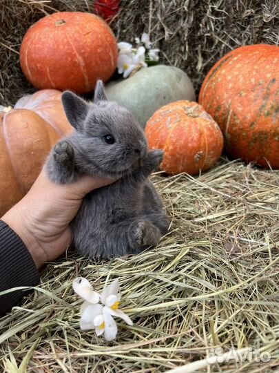 Маленькие кролики карликовые