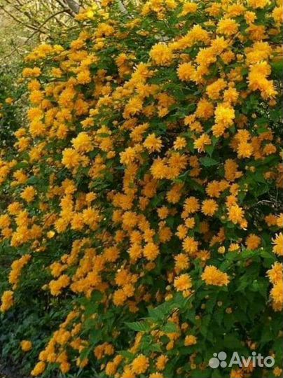 Керия японская, снежноягодник, годжи