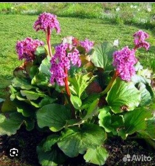 Цветы многолетние