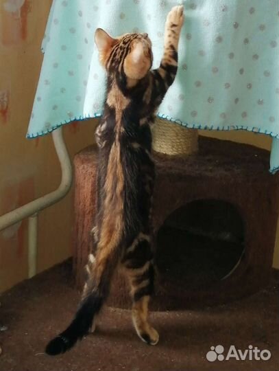 Бенгальская