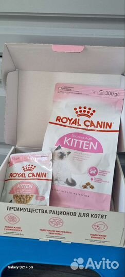 Корм для котят