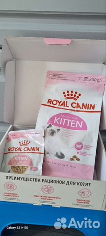 Корм для котят