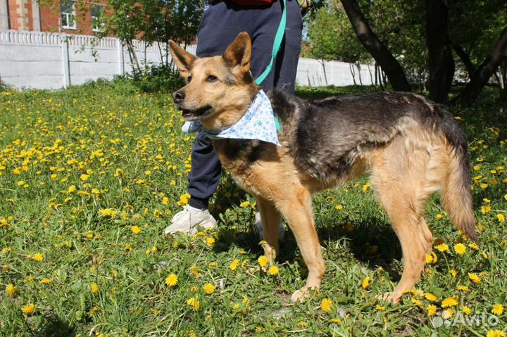 Собака хочет домой