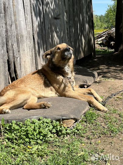Помесь дворняжки и овчарки