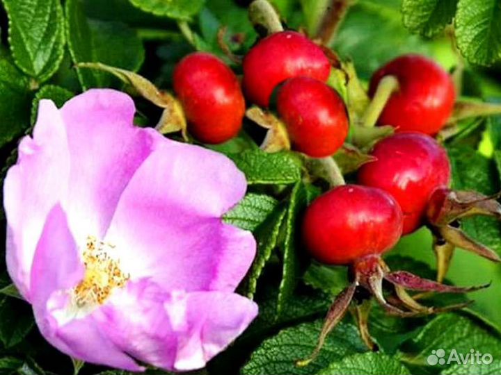 Шиповник крупноплодный