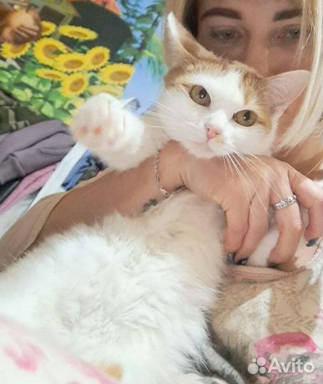 Кошечка 8 мес стерилизована