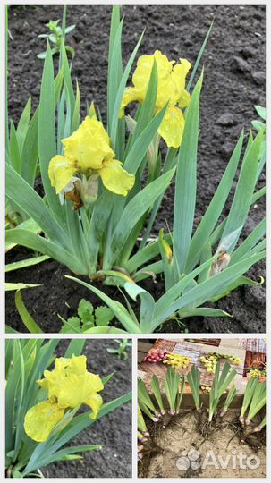 Многолетники садовые 1