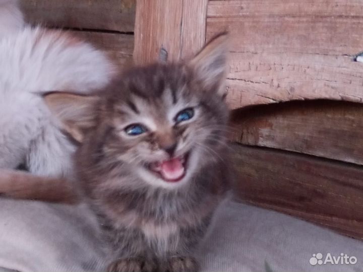 Котята отдам в добрые руки бесплатно
