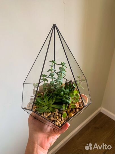Флорариум суккуленты
