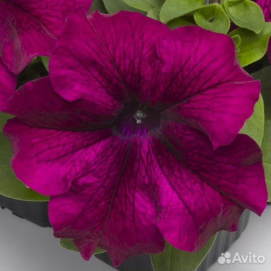 Рассада петуньи