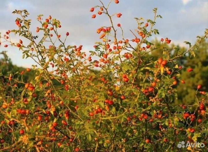 Шиповник кусты