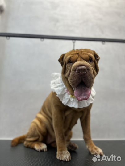 Модели на груминг