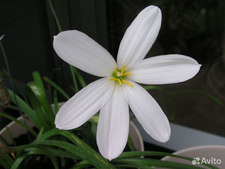 Комнатные цветы - часть1