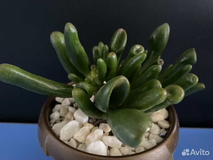 Суккуленты