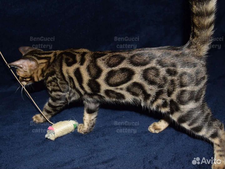 Бенгальские котята