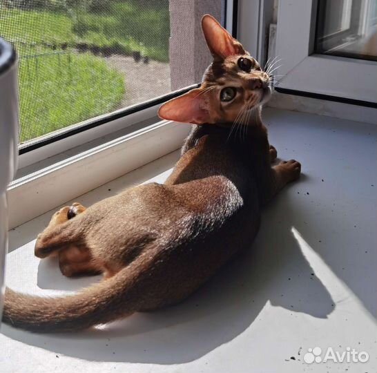 Абиссинский мальчик