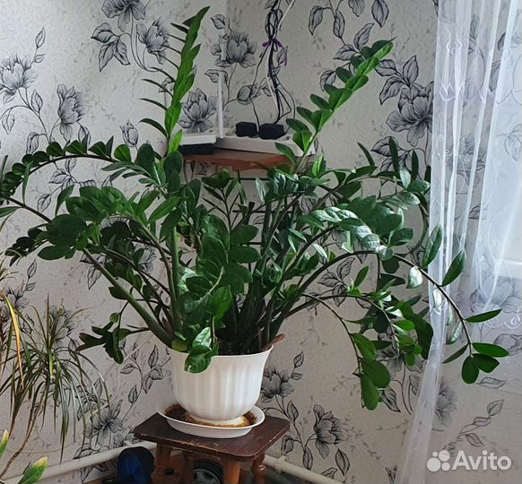 Замиокулькас