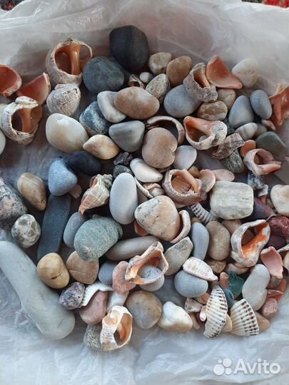 Морская звезда, морские раковины камни