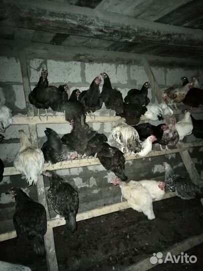 Куры домашние