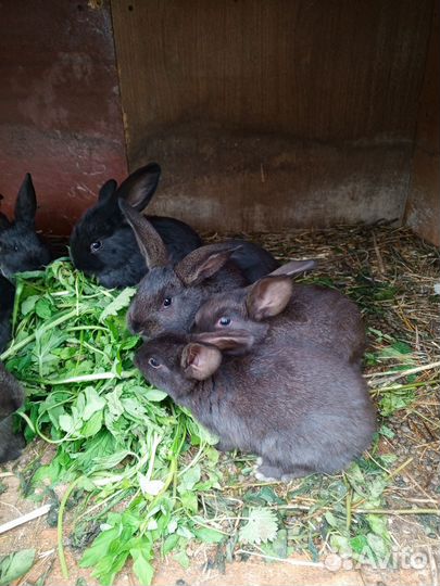 Кролики. Смесь Французского и Французский баран