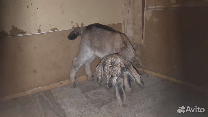 Англо- нубийские козы породистые 100