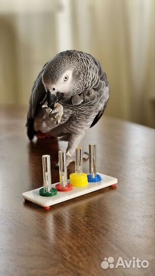 Консультация по воспитанию и дрессировкам попугая