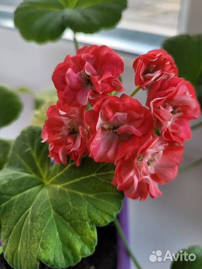 Пеларгония Dung geul miso