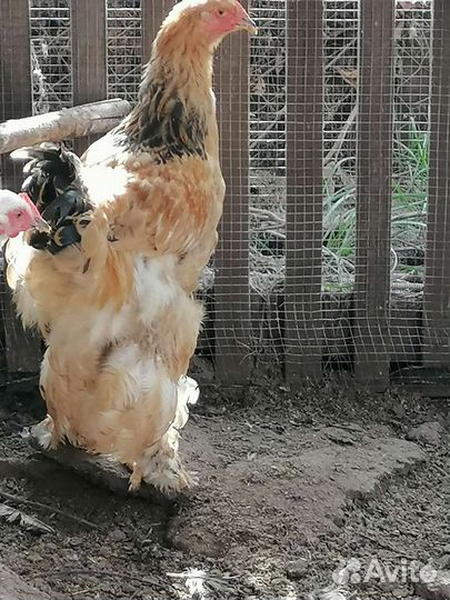 Продам или обменяю Петушков Брама
