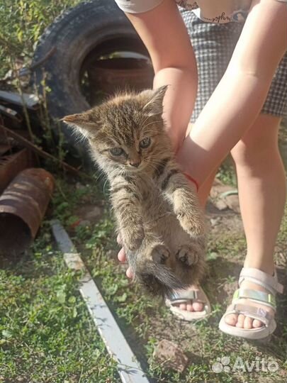 Котята в добрые руки бесплатно