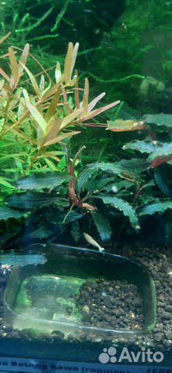 Буцефаландра