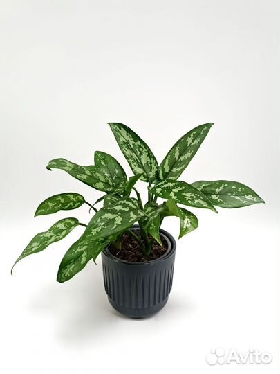 Аглонема Мария Aglaonema Maria