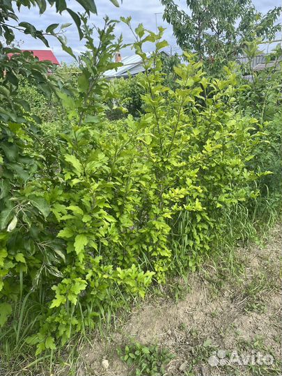 Гибискус сирийский