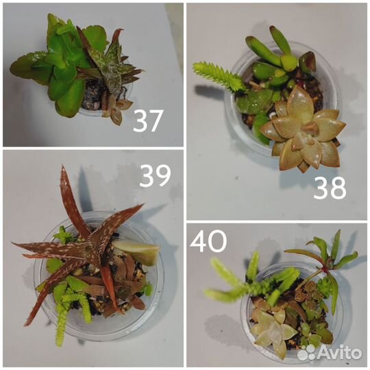 Комнатные растения и суккуленты