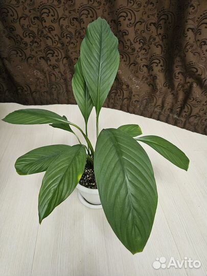 Спатифиллум Сенсация