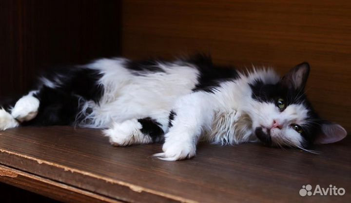 Мандаринка очень ждет свою семью