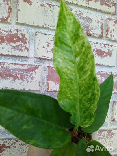 Антуриум Hibrid var