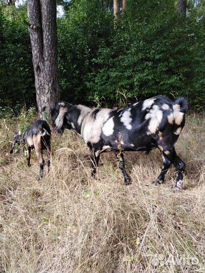 Коза альпо-нубийская