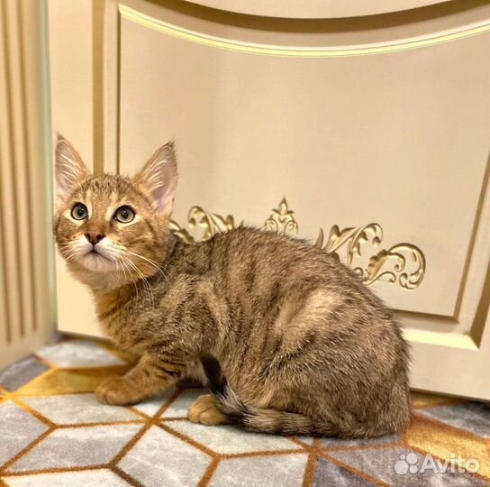 Кошка чаузи